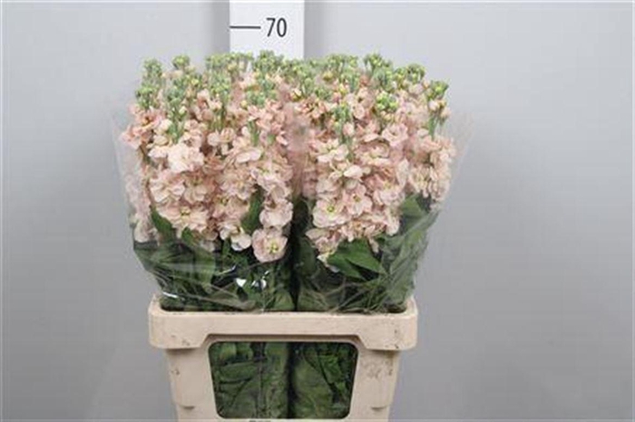 <h4>Matth Milla Salmon</h4>