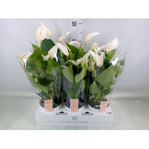 Anthurium  'Banderola Cava'