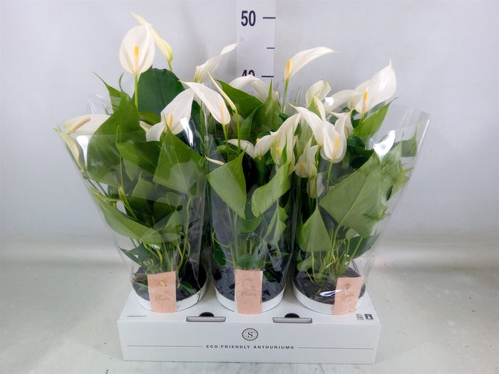 <h4>Anthurium  'Banderola Cava'</h4>