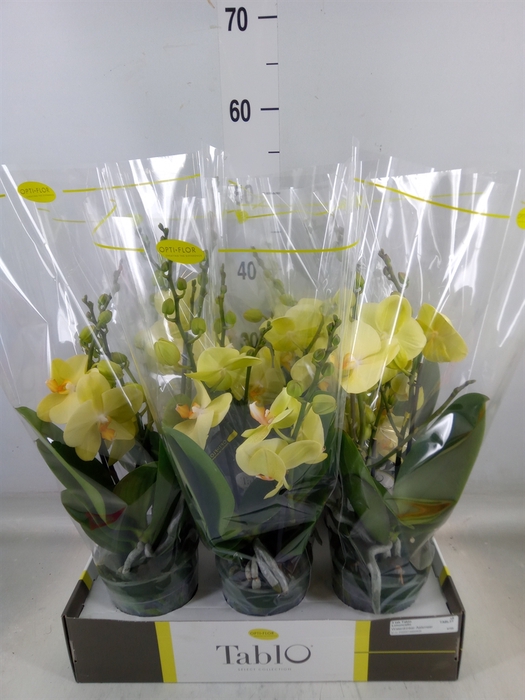 <h4>Phalaenopsis   ...yellow</h4>