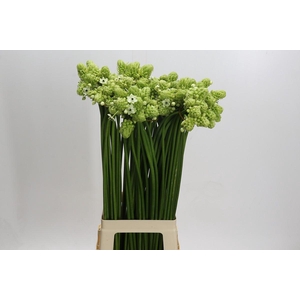 Ornithogalum Saundersiae