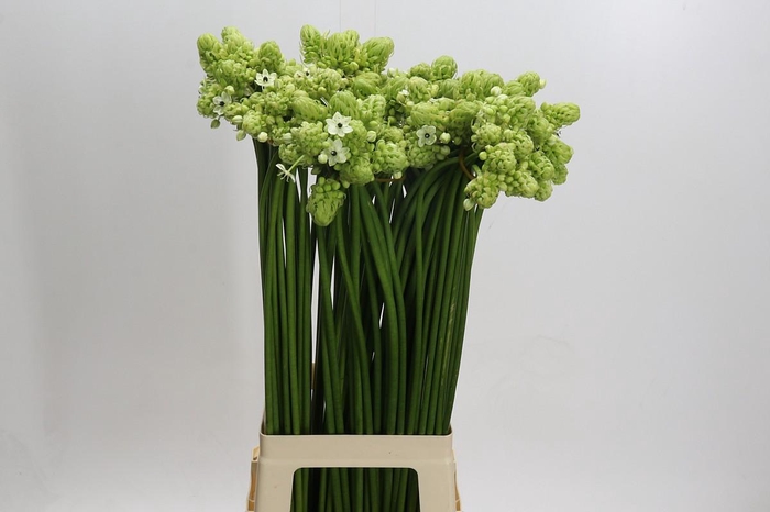 <h4>Ornithogalum Saundersiae</h4>