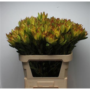 Leucad Goldstrike Spray