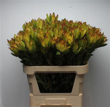 <h4>Leucad Goldstrike Spray</h4>