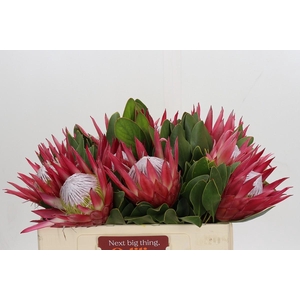 Protea Cynaroides Madiba