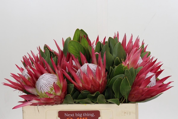 <h4>Protea Cynaroides Madiba</h4>