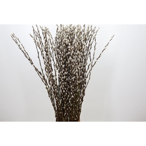 SALIX CA SNOW FLAKE