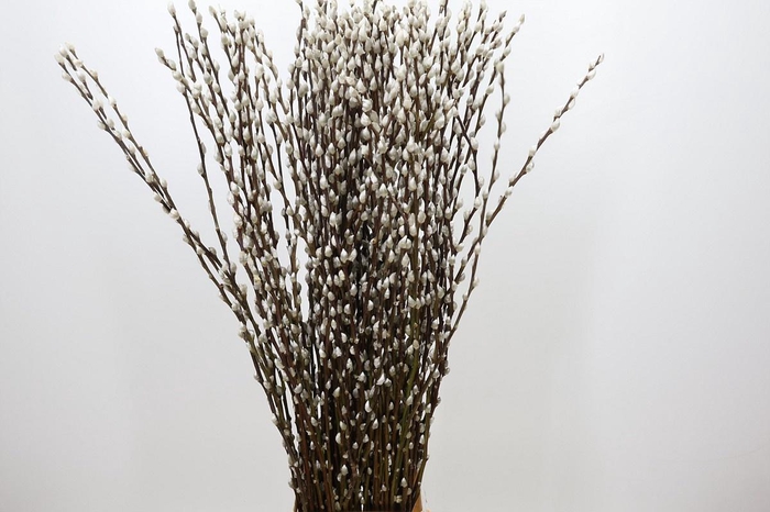 <h4>SALIX CA SNOW FLAKE</h4>