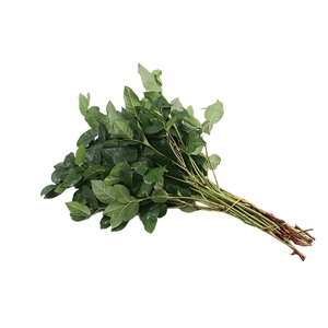 Salal Large Extra X2