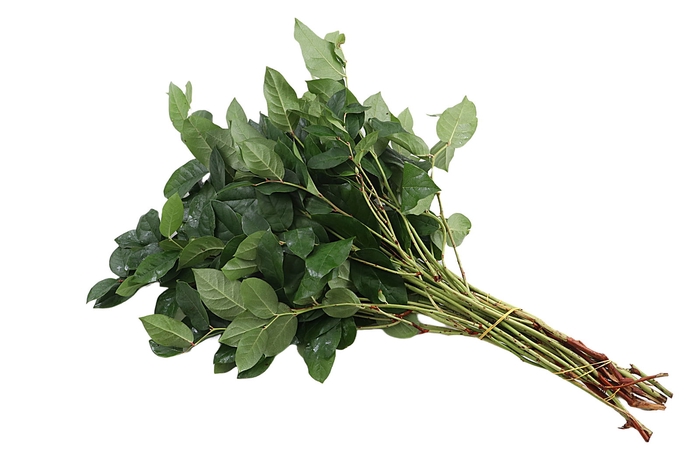 <h4>Salal Large Extra X2</h4>