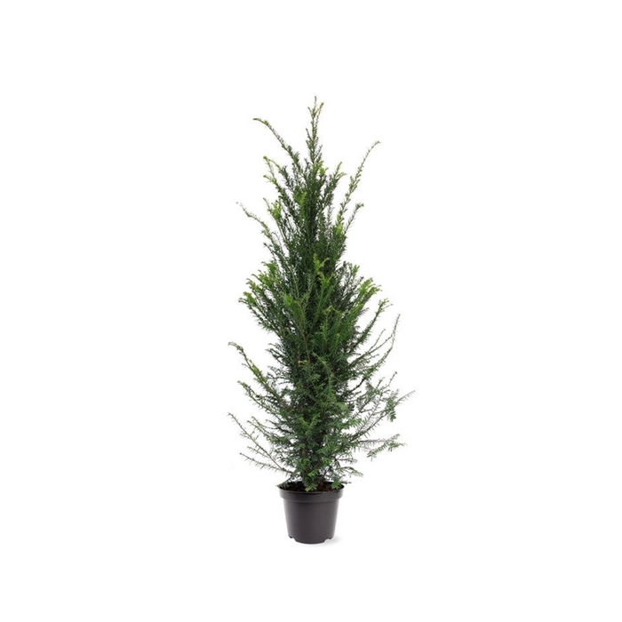 <h4>Taxus baccata (zonder etiket)</h4>