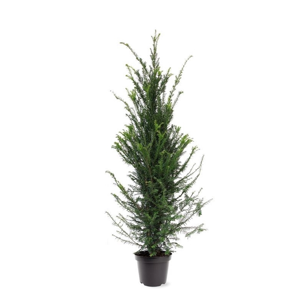 <h4>Taxus baccata (zonder etiket)</h4>