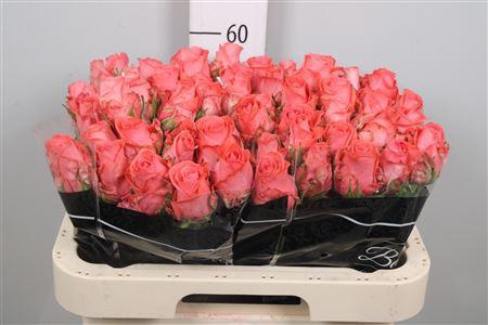 <h4>R Gr Sankara</h4>