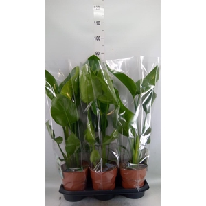 Strelitzia nicolai