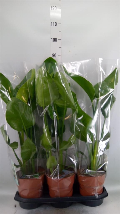 <h4>Strelitzia nicolai</h4>