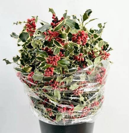 <h4>Ilex Bont Red Berries</h4>