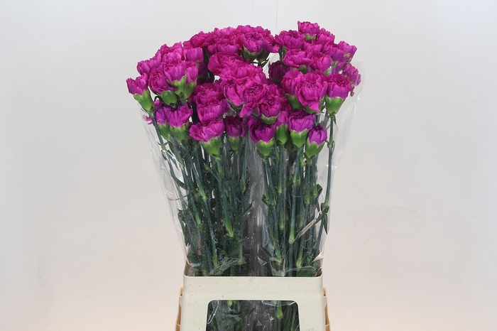 <h4>Dianthus St Tiepolo Fucsia</h4>