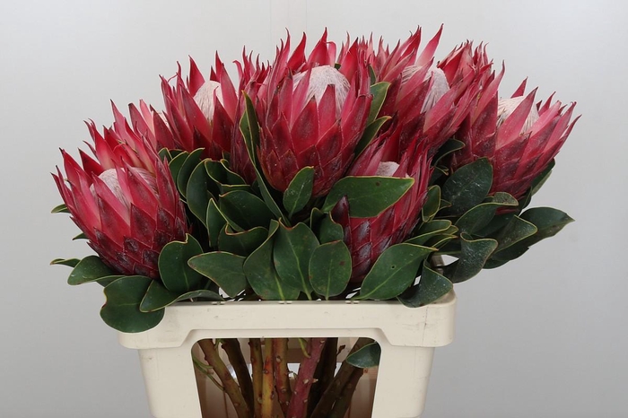 <h4>Protea Cynaroides Madiba</h4>