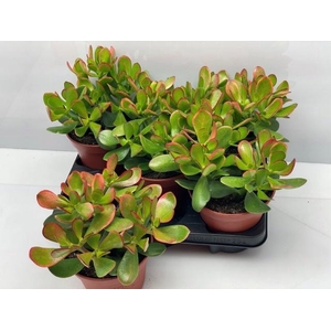 CRASS OVATA