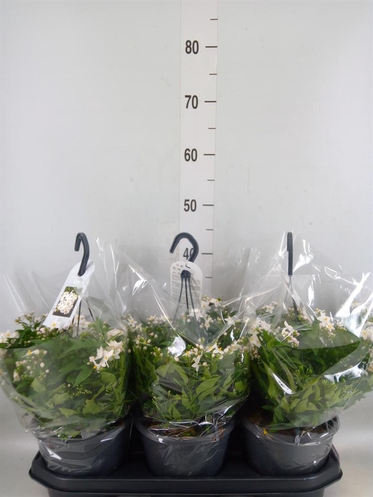 <h4>Solanum jasminoides</h4>