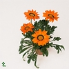 Gazania rig. 'Gazoo Orange w Ring'