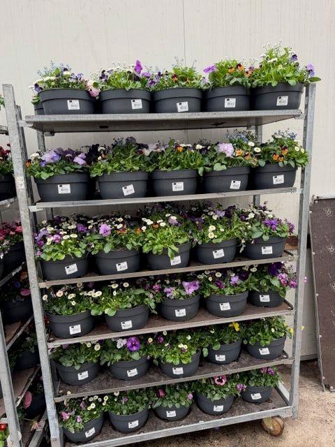 <h4>PERKPL GEM IN POT</h4>