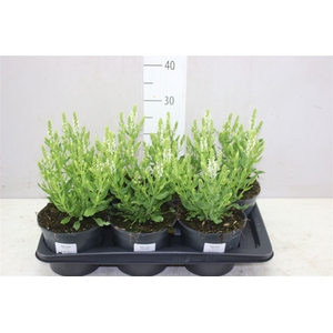 Salvia N Sens White