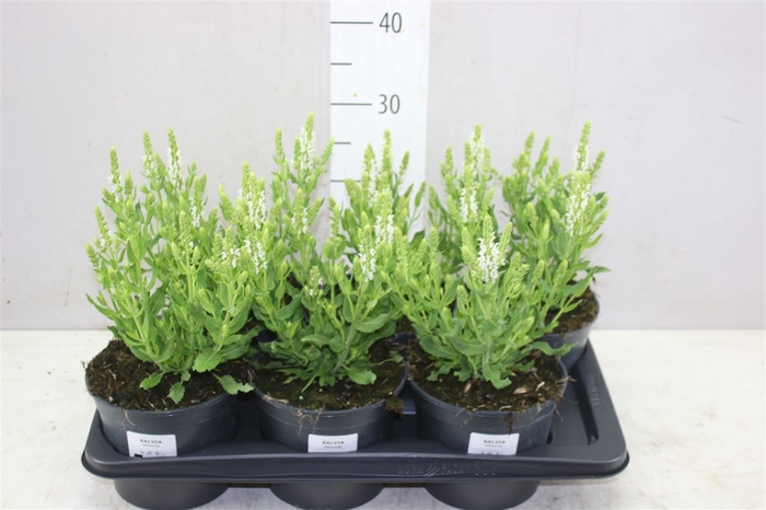 <h4>Salvia N Sens White</h4>