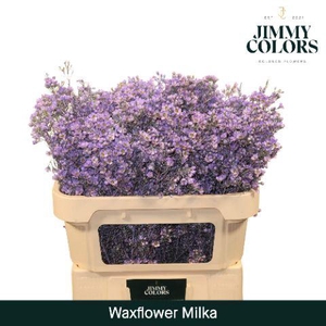 Waxflower L70 Milka