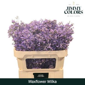 Waxflower L70 Milka