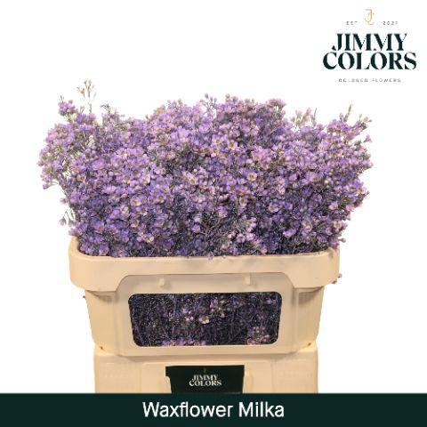 <h4>Waxflower L70 Milka</h4>