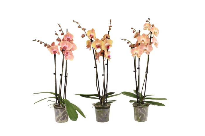 <h4>Phal Oranje 3T18+</h4>