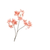 Frangipani Peach