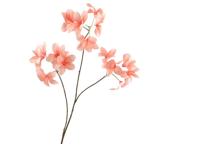 <h4>Frangipani Peach</h4>