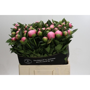 Paeonia Etched Salmon