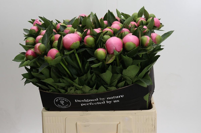 <h4>Paeonia Etched Salmon</h4>