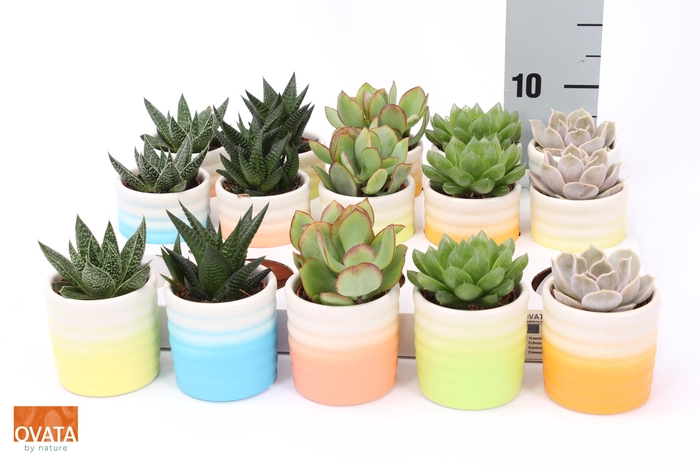 <h4>SUCC GEM 5 SRT</h4>