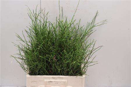 <h4>Vacc Huckleberry</h4>