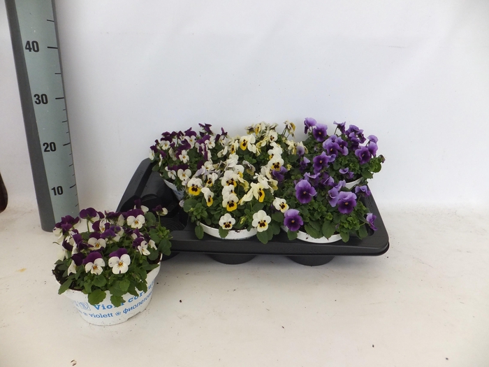 <h4>VIO CO EM GEM</h4>