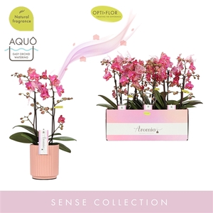 Aromio Floral 2 spike in Molise Salmon Aquo