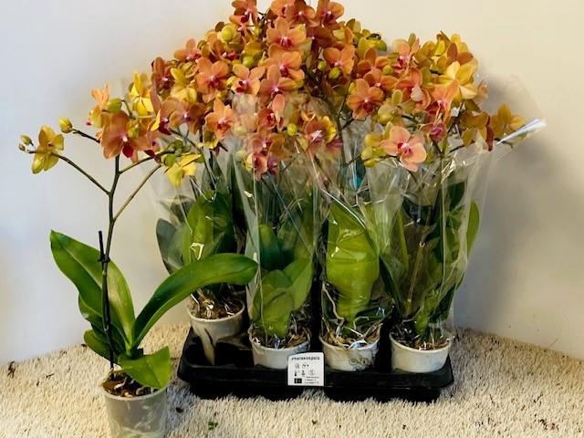 PHAL OV ORANJE