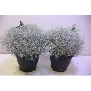 Leucoph Brownii