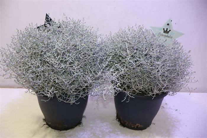 <h4>Leucoph Brownii</h4>