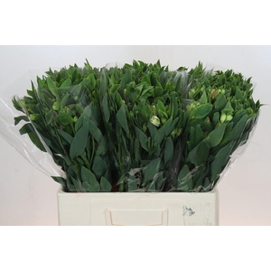 Alstroemeria Florinca Charmelia Pink