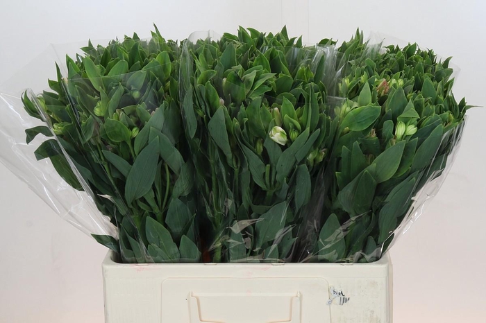 <h4>Alstroemeria Florinca Charmelia Pink</h4>