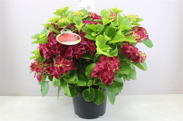 <h4>Hydrangea Macr Hot Red 20+</h4>