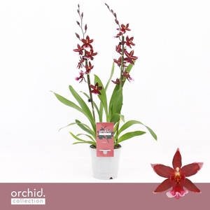 Barrocco Red, 2-spike 65+ cm 'Orchid Collection'