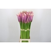 Zantedeschia Eydolls Purple Pink