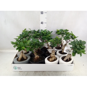 Ficus microcarpa 'Ginseng'