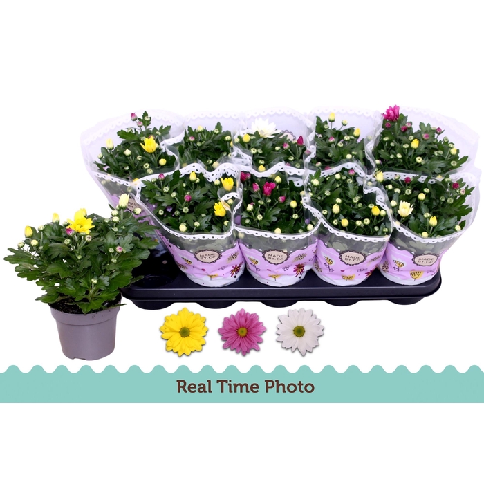 <h4>CHRYS GEM IN POT</h4>